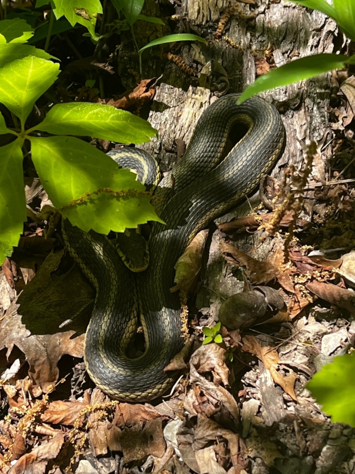 Eastern Garter Snake